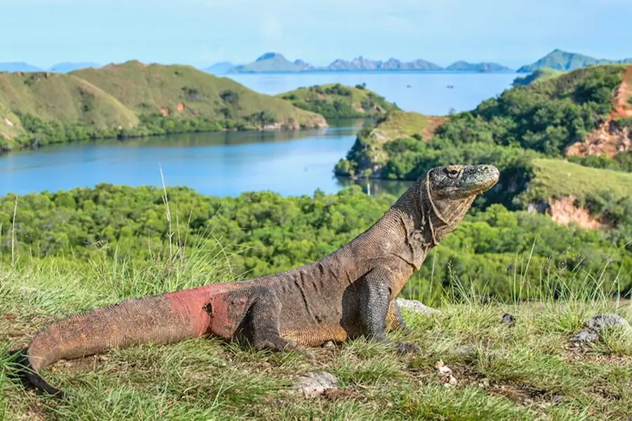 komodo in island