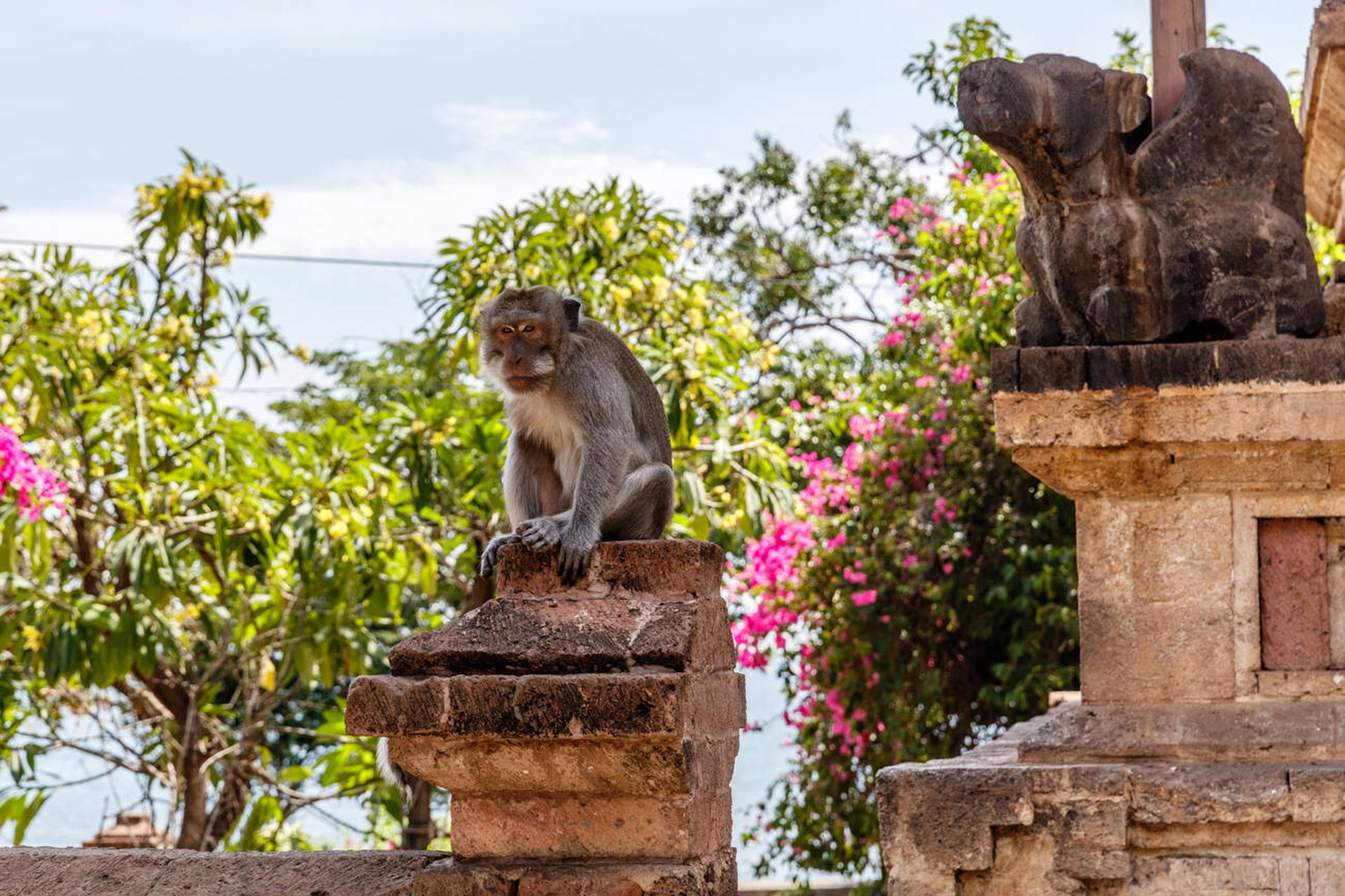 Sacred Monkey and Cosmology: The Intricate Charm of Pura Pulaki