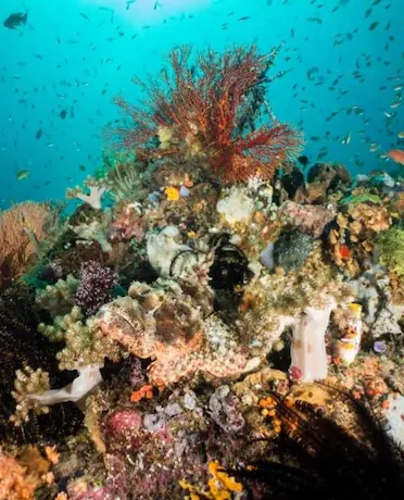 underwater bunaken diving