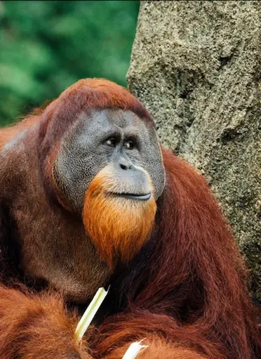 orang utan Borneo kalimantan