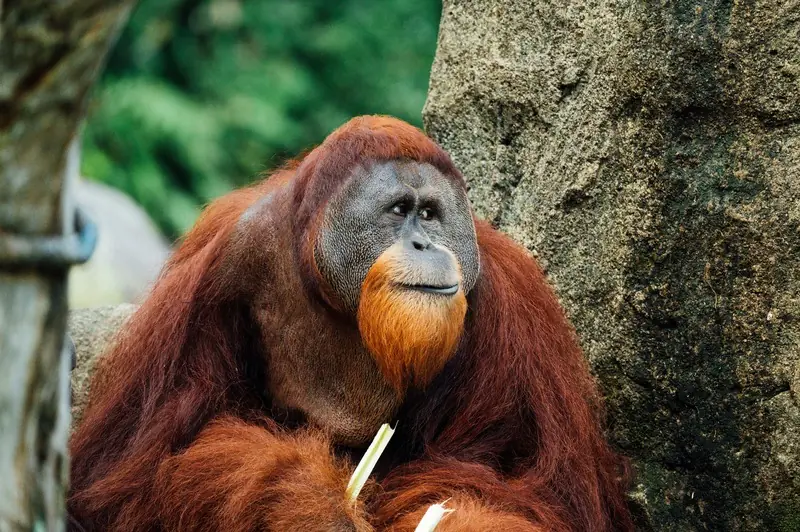 orang utan Borneo kalimantan