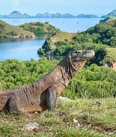 komodo in island