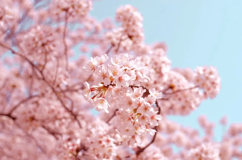 sakura season