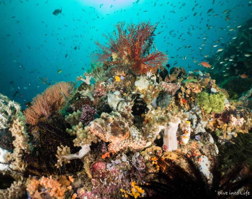 underwater bunker diving