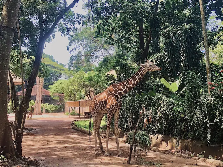 giraffe on the zoo giraffe on the zoo