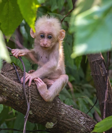 New Monkey Forest Attraction Opens in Ubud CARD New Monkey Forest Attraction Opens in Ubud CARD