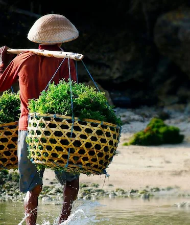 Seaweed Farmer Carrying His Harvest Seaweed Farmer Carrying His Harvest