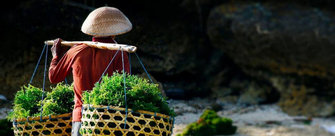 Seaweed Farmer Carrying His Harvest