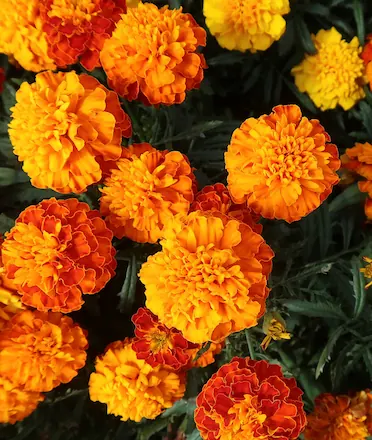 Gemitir / Marigold Flower Gemitir / Marigold Flower