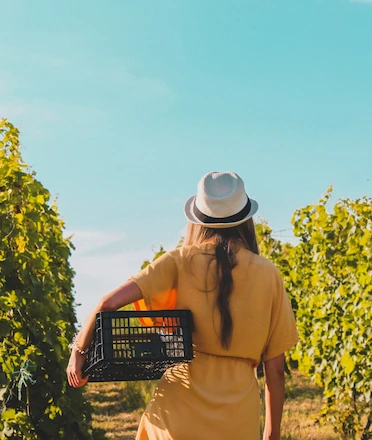 Woman in a Vineyard