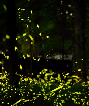 Fireflies Lit Garden at Night Illustration Fireflies Lit Garden at Night Illustration