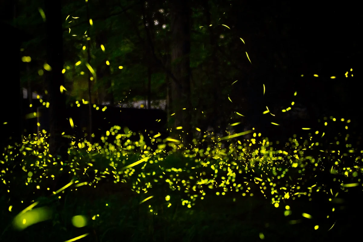 Fireflies Lit Garden at Night Illustration