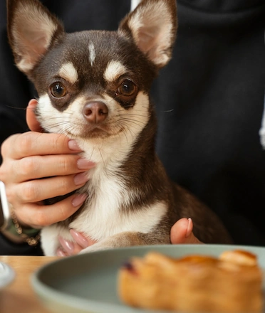 Cute Chihuahua in a Pet-Friendly Cafe