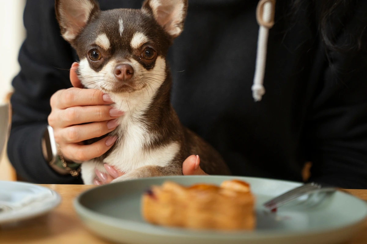 Cute Chihuahua in a Pet-Friendly Cafe