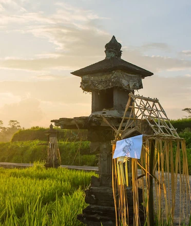 Rice Paddy Field With Balinese Shrine on Gorgeous Sunset