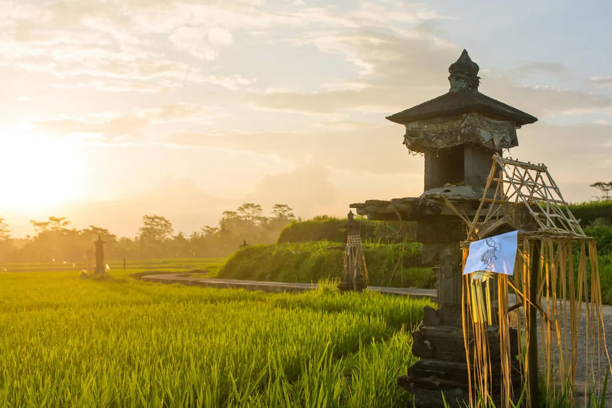 Rice Paddy Field With Balinese Shrine on Gorgeous Sunset