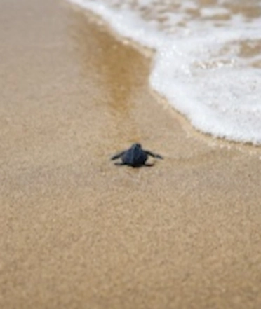 Turtle release 