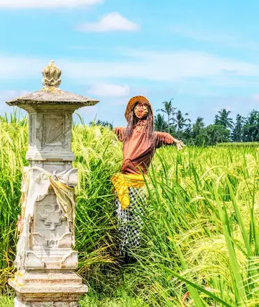 Scarecrow beside Pelinggih Shrine in Jatiluwih Scarecrow beside Pelinggih Shrine in Jatiluwih