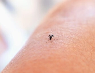 mosquito iceland 1