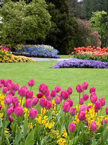 Colorful flower garden