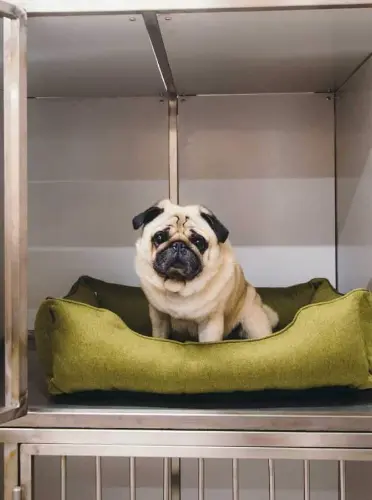 A small pug resting on a cushioned bed