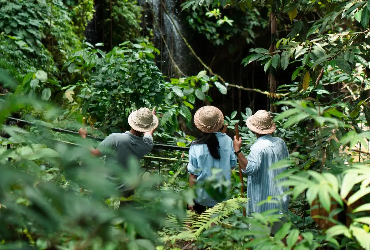 Explore_the_Nature_The_Westin_Resort_and_Spa_Ubud_Bali
