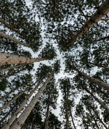 A_pine_forest