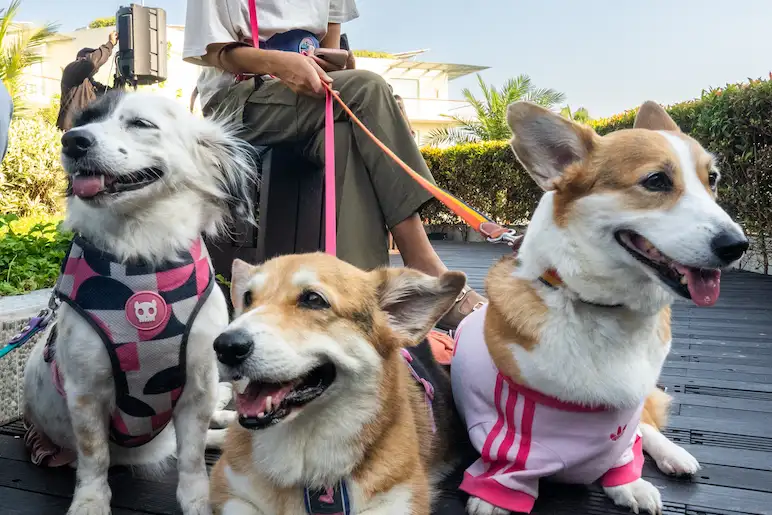 Three dogs