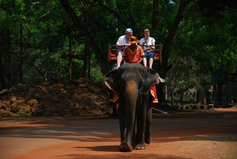 elephant riding banned