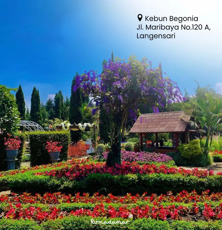 Kebun Begonia