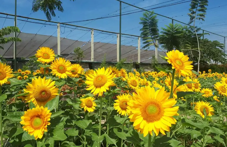 Sunflower Garden Paris Van Java Bandung