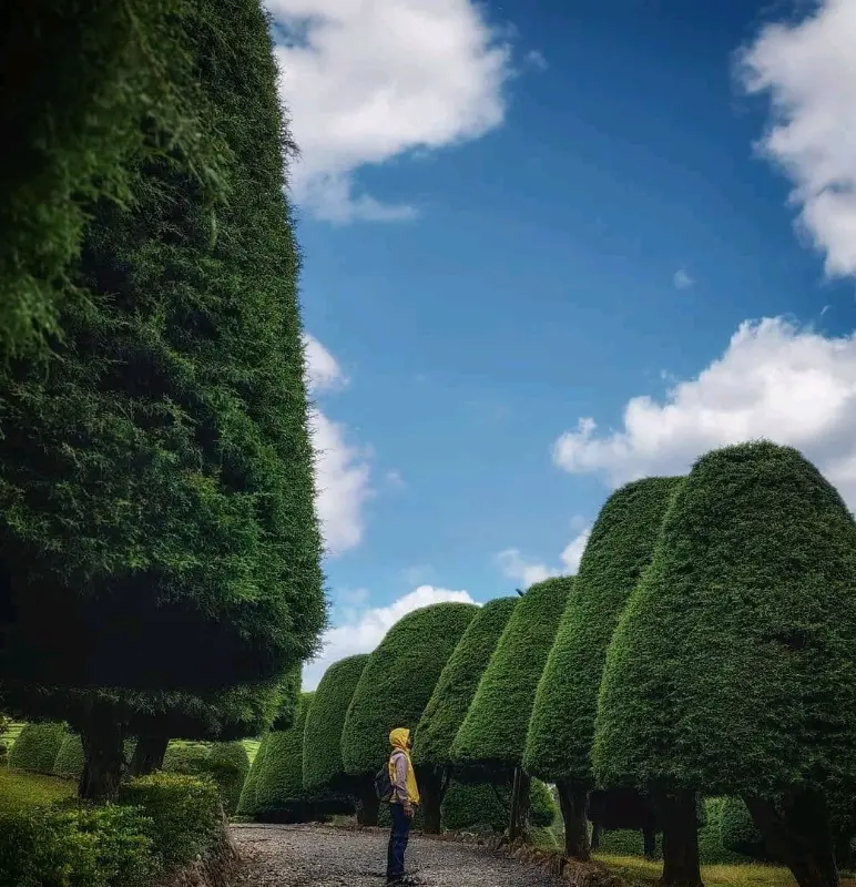 Mushroom Hill Rancabolang Ciwidey