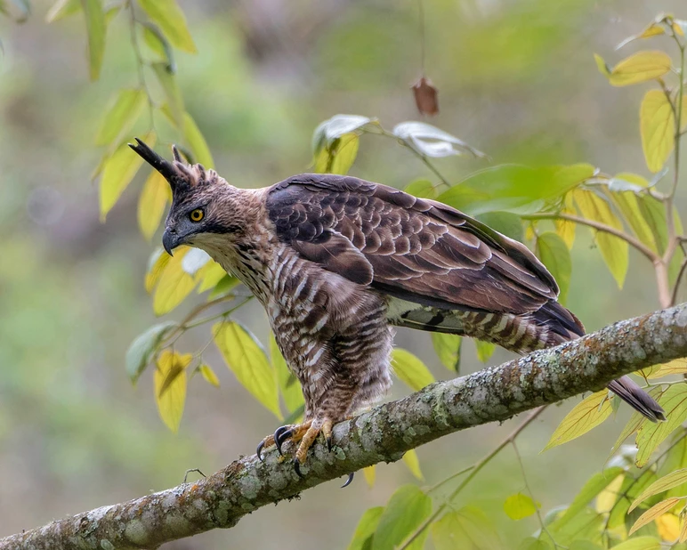 Javan Hawk-Eagle