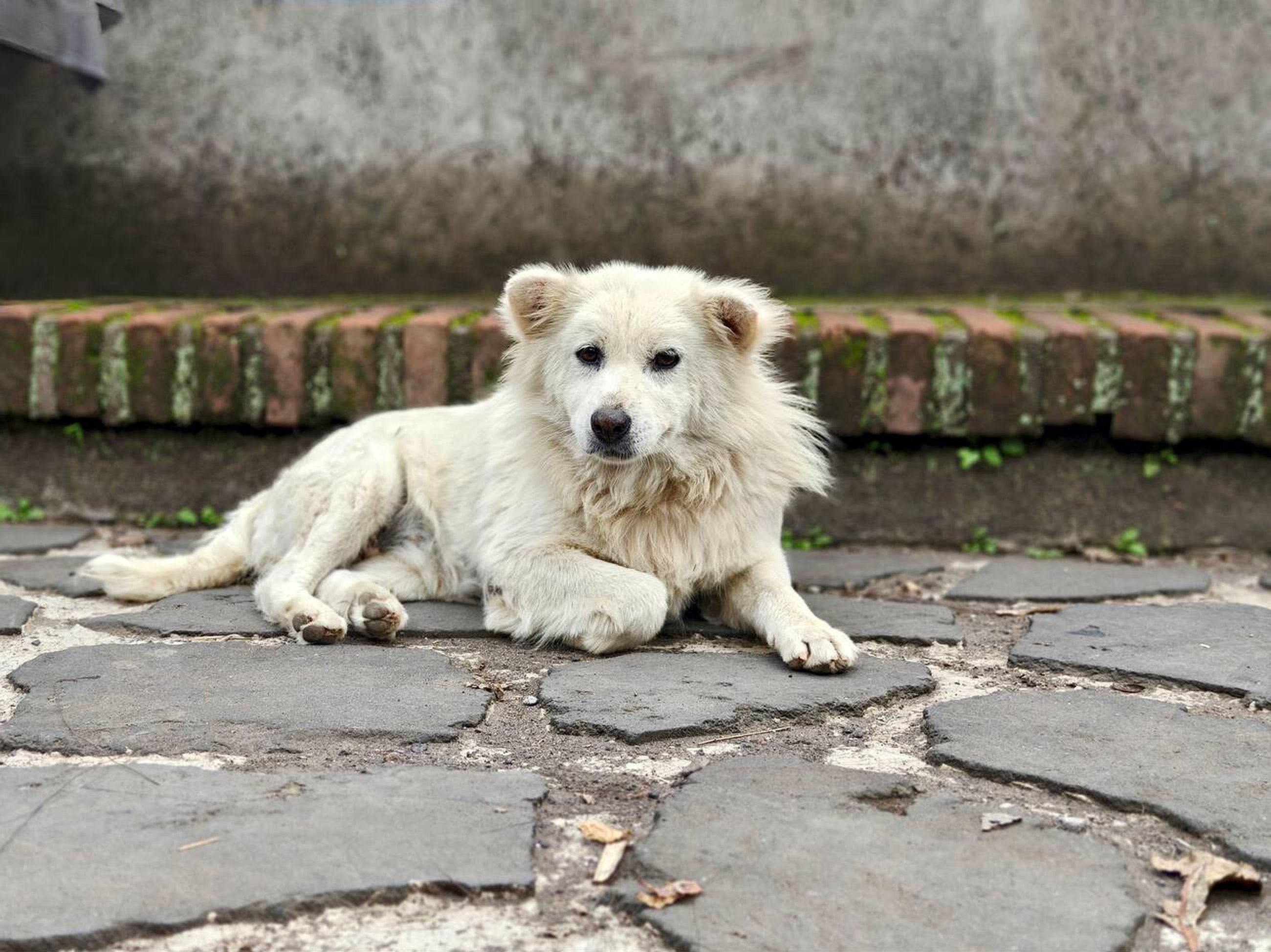 Fluffy Island Guardian: The History Behind Bali's Kintamani Dog Breed Fluffy Island Guardian: The History Behind Bali's Kintamani Dog Breed