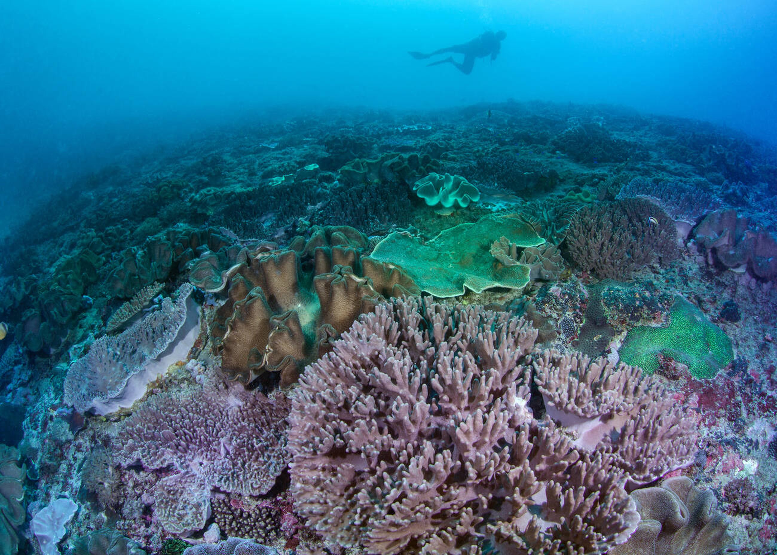 Has the World’s Largest Coral Colony Been Discovered in Bali? Has the World’s Largest Coral Colony Been Discovered in Bali?
