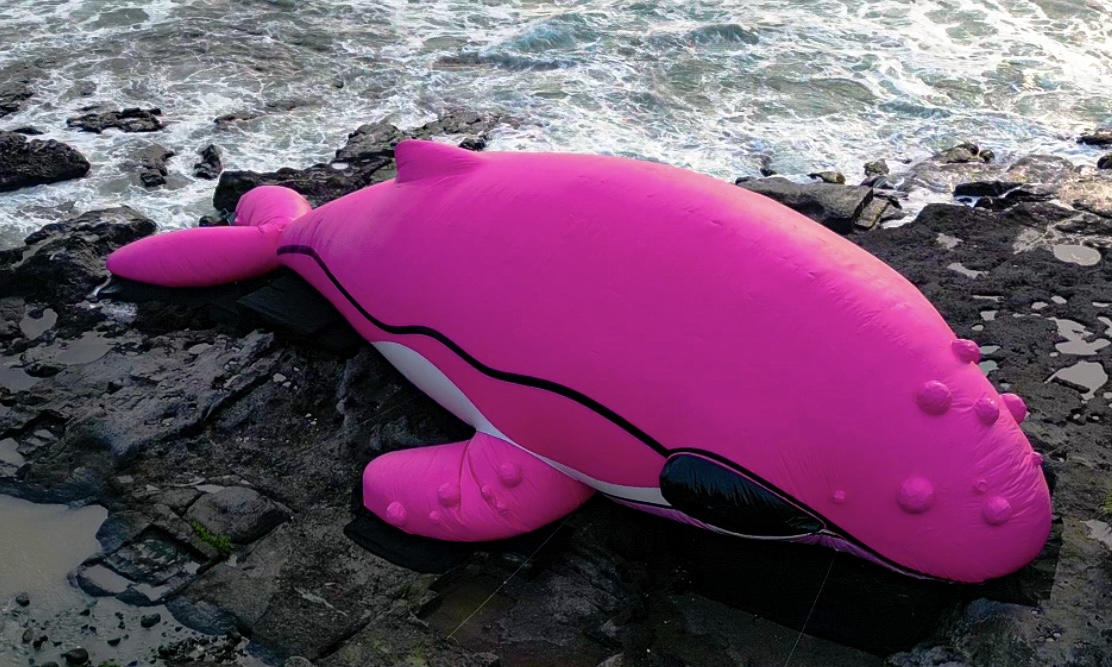 Arkiv Reveals 30 Meter Pink Whale Stranded at Tanah Lot Arkiv Reveals 30 Meter Pink Whale Stranded at Tanah Lot