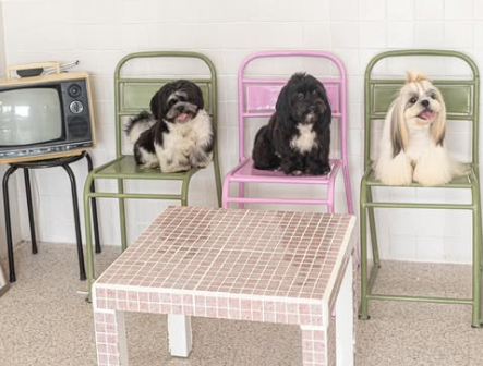 BARKWELL Pet Grooming & Cafe BARKWELL Pet Grooming & Cafe