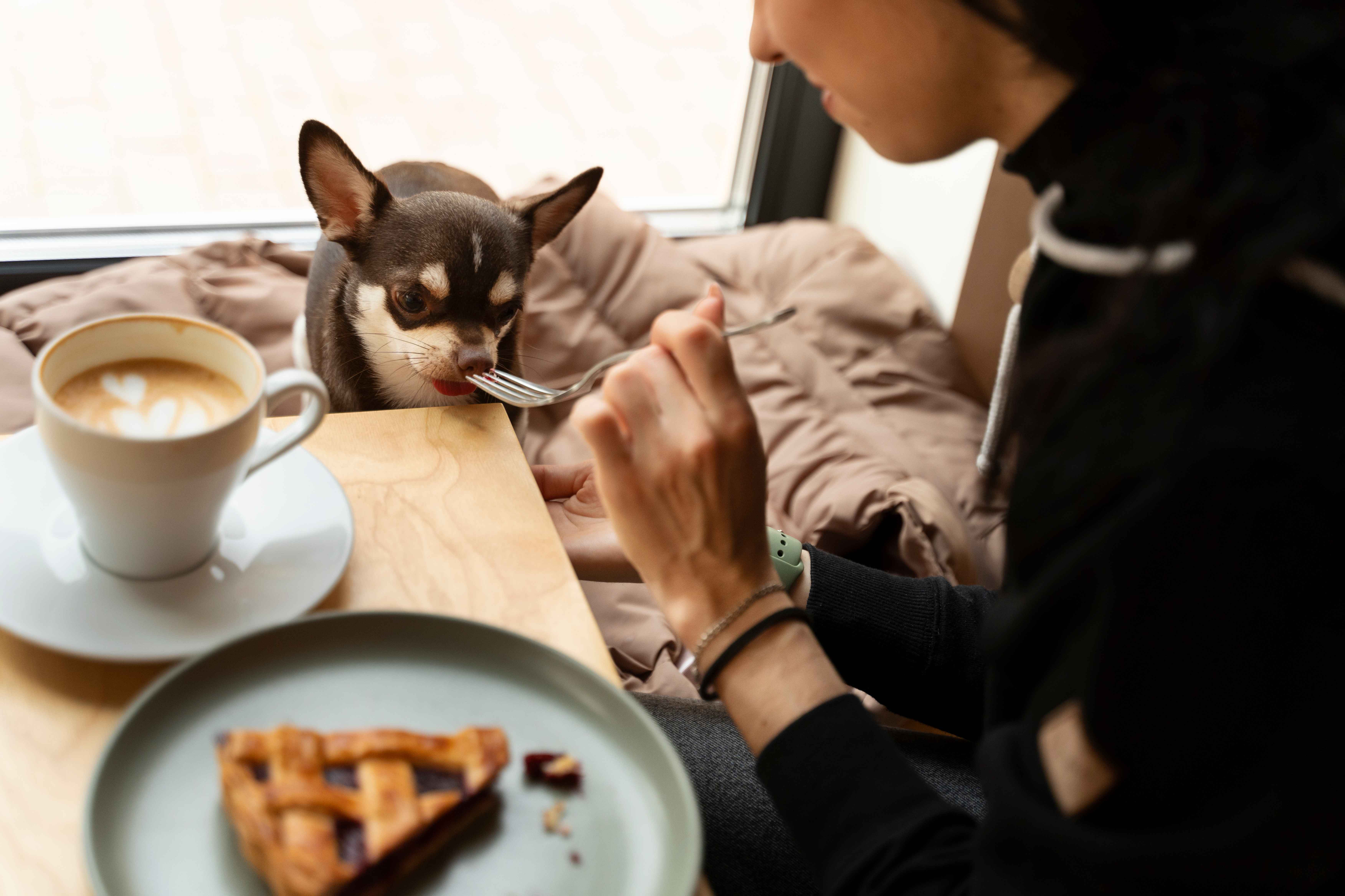 Best Pet-Friendly Cafés in Surabaya Best Pet-Friendly Cafés in Surabaya