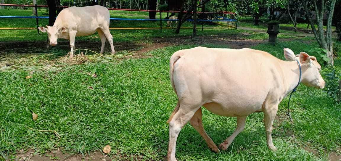 Taro Village Sacred White Cow 2