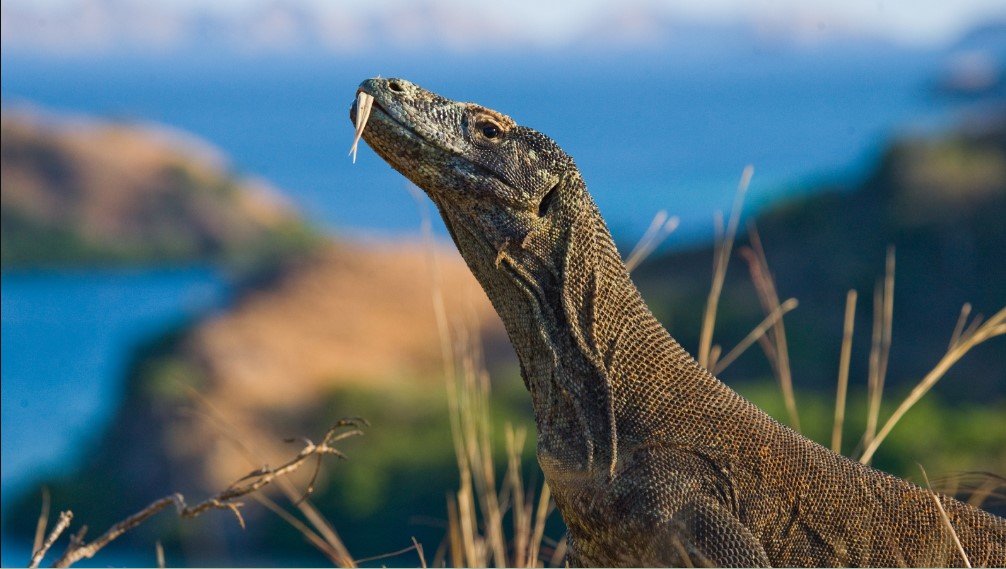 Komodo National Park