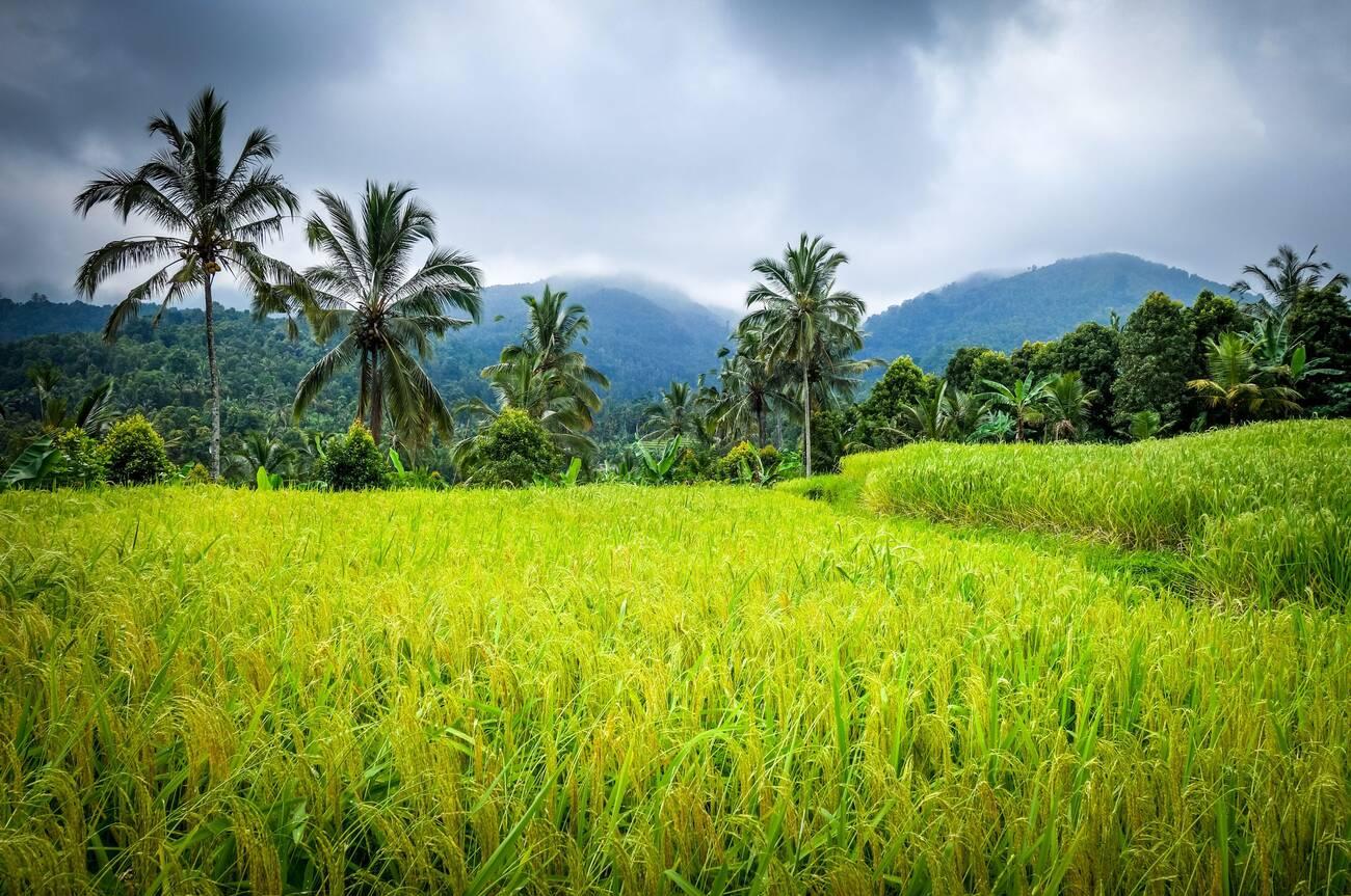 Munduk Rice Terrace Bali