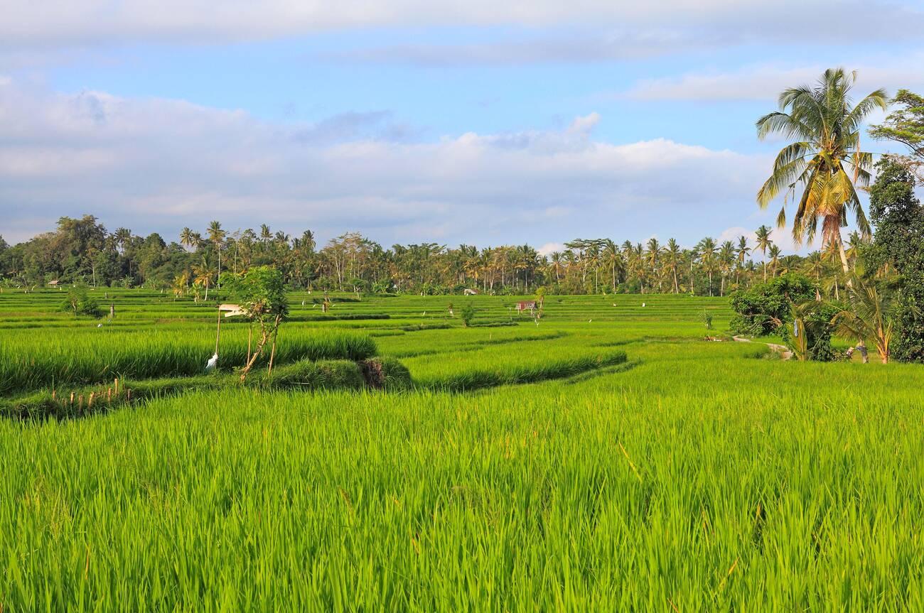 Pejeng Rice Terrace Bali