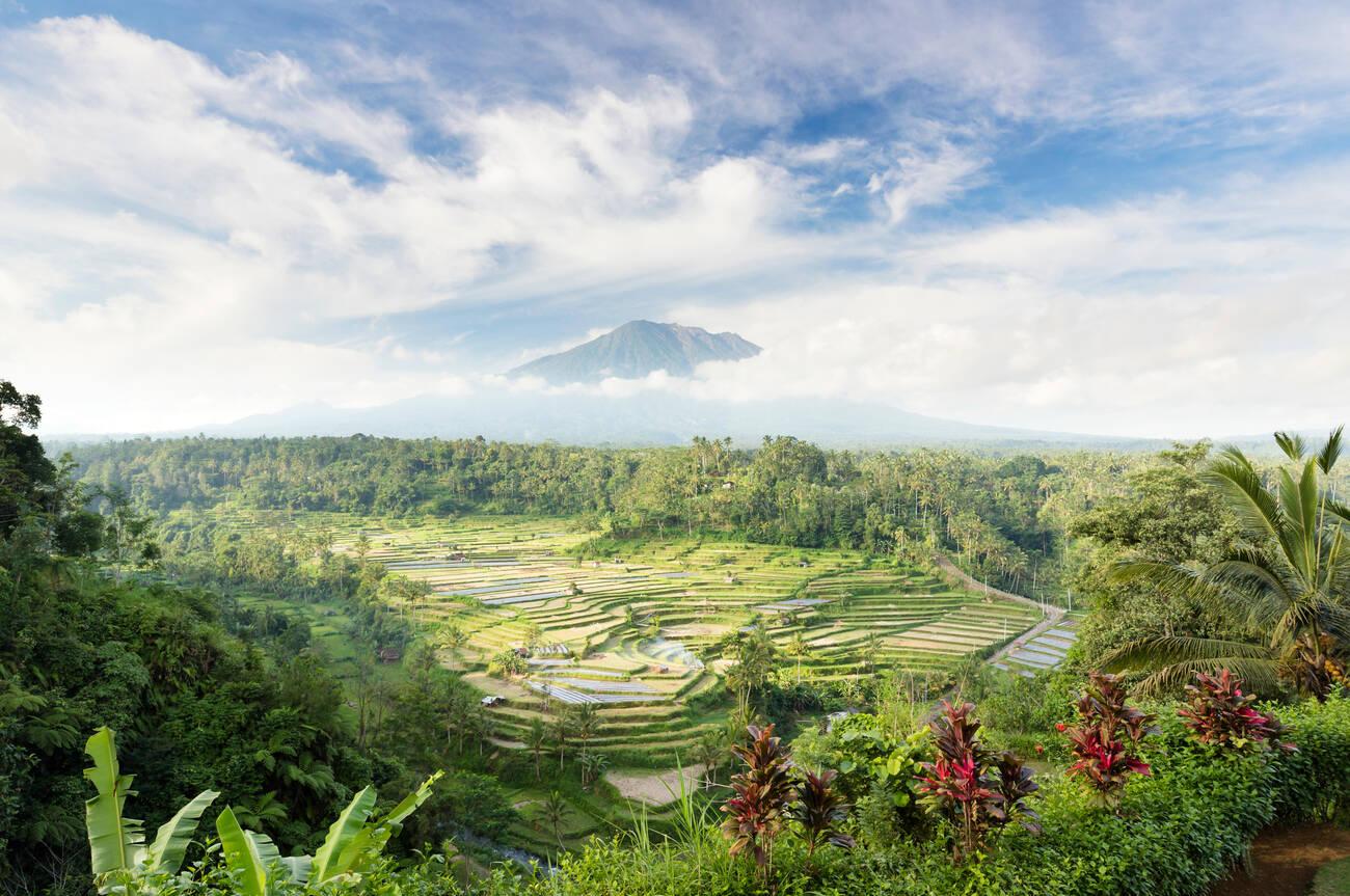 Rendang Rice Terrace Bali