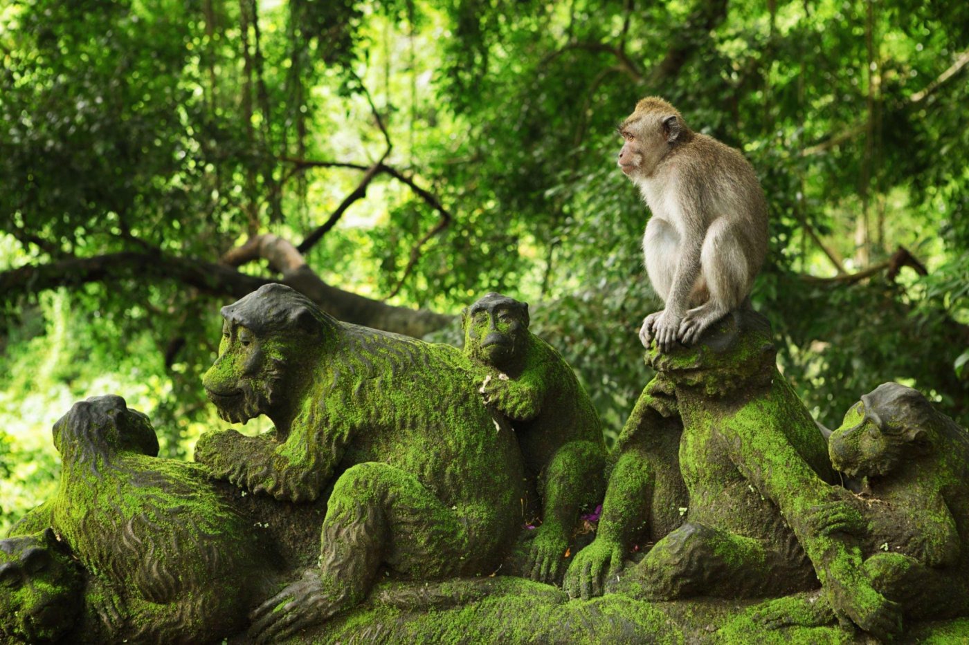 Ubud Monkey Forest