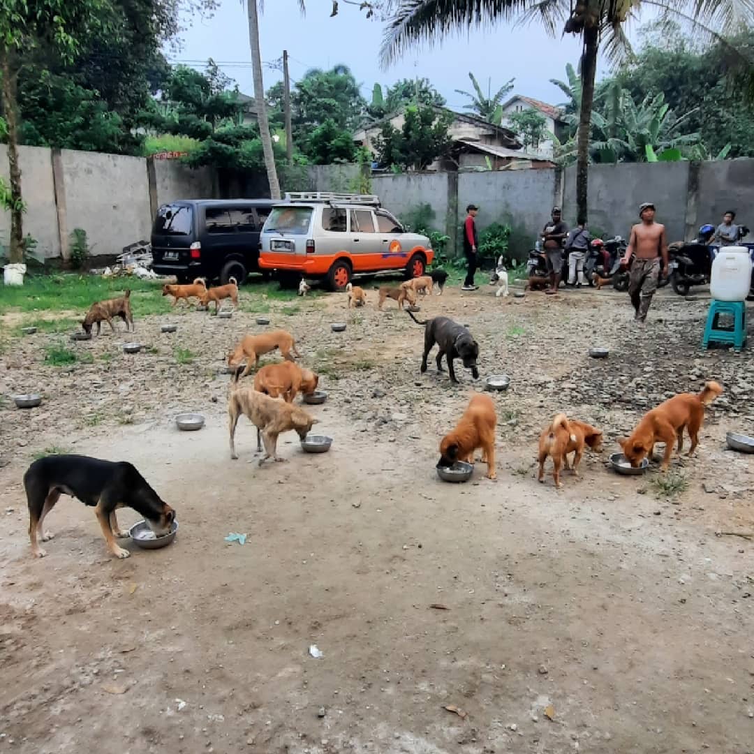 animal defenders indonesia