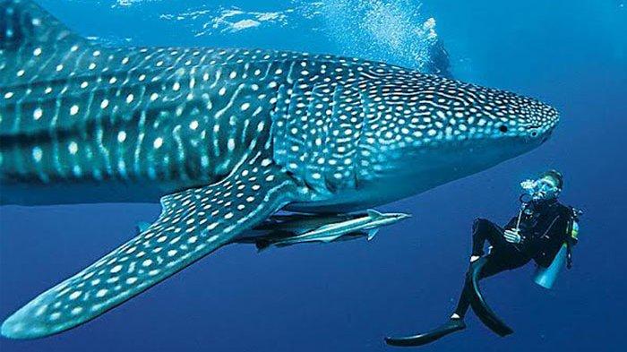 Best Diving Spots in Indonesia
