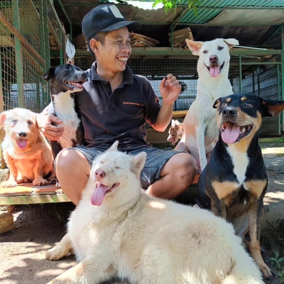 jakarta animal aid network