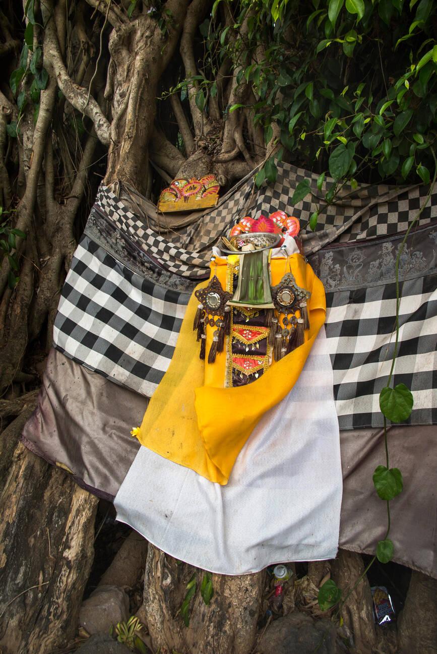 Saput Poleng on Trees
